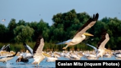 Delta Dunării ar putea reprezenta o destinație turistică unică pentru străinii care ar dori să viziteze România, dar ea este foarte puțin promovată. 