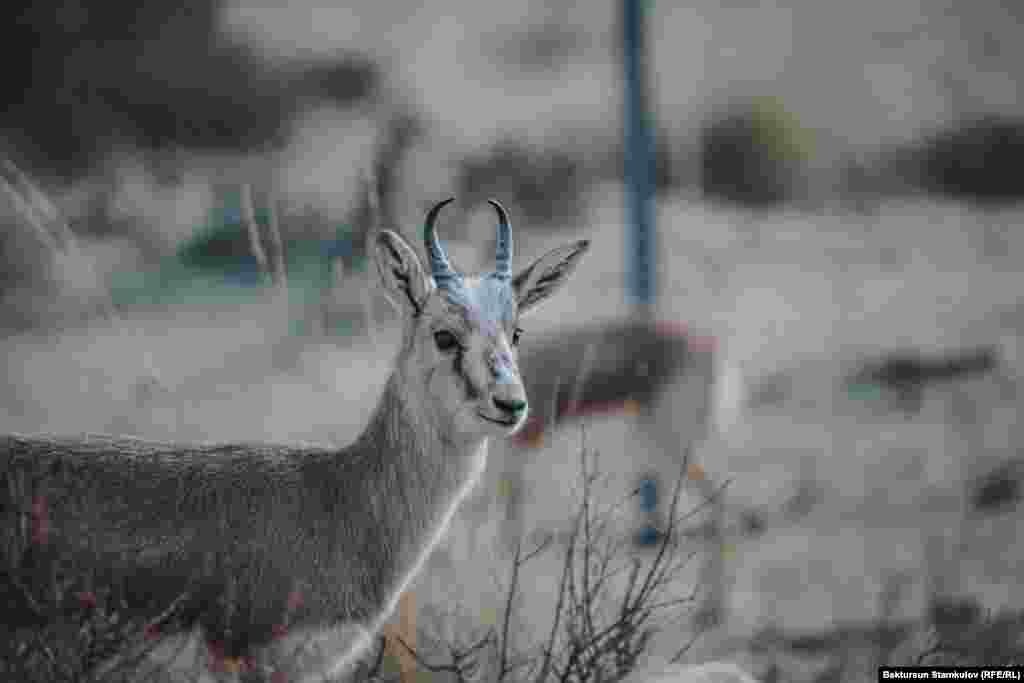 Джейраны повсеместно считаются исчезающим видом животных.