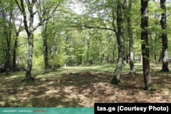 კიკეთის მუხნარი, სადაც 2 000 კვ.მ მშენებლობის პერსპექტივით გაიყიდა