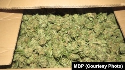 Zapljena kanabisa u Makedoniji, 2022. 