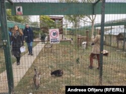 Sara Turetta a creat un adăpost special pentru pisici, care au curtea lor și fiecare are un pat pe care doarme în casa construită în adăpostul de la Cernavodă.