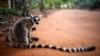 Lemur na Madagaskaru