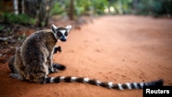 Lemur na Madagaskaru