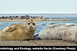Kaszpi-tengeri fókák Kazahsztánban