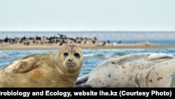Un pericol pentru foci este scăderea nivelului mării, care „usucă” insulele.
