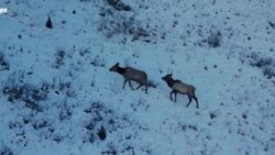 Последние маралы Кыргызстана. Специальный репортаж из заповедника 