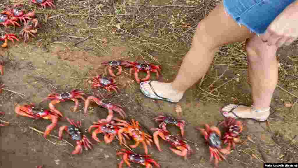 Njihova&nbsp;migracija zavisi isključivo o vremenskim prilikama i kretanju mjeseca, pa ako kiša kojim slučajem zakasni, rakovi ne kreću prema obali do idućeg mladog mjeseca, kada za vrijeme plime ženke polažu jaja na obali.