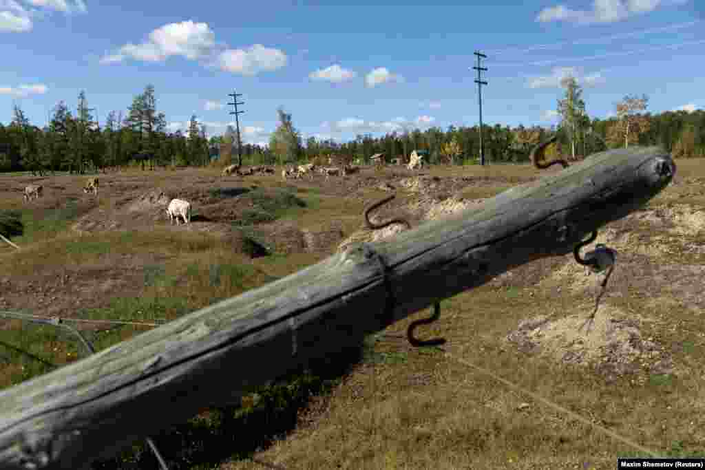 1996-ban kísérleti jelleggel már benépesített állatokkal egy természetvédelmi parkot. Tavaly jelentek meg a kísérlet első eredményei a Nature&rsquo;s Scientific Reports című újságban. E szerint az állatok felére csökkentették a hó mélységét, ezzel 1,9 Celsius-fokkal hidegebb lett a talaj hőmérséklete is