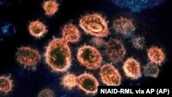 Particule ale virusului SARS-CoV-2 care provoacă Covid sunt văzute cu un microscop electronic (Arhivă)