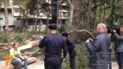 როგორ ჯაბნიან სახლები ხეებს...