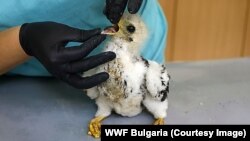 Бебе осояд, спасено от пожарите, които бушуват в България. Насекомоядната птица от семейство Ястребови е спасена край село Мъдрец от местни хора, съобщи екипът на WWF България. Бебето вече се намира в Спасителния център - Зелени Балкани в Стара Загора. 