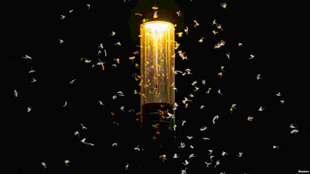 Ismertebb rokonánál, a tiszavirágnál jóval kisebb, csak három centiméteres, de Magyarországon ez is védett faj