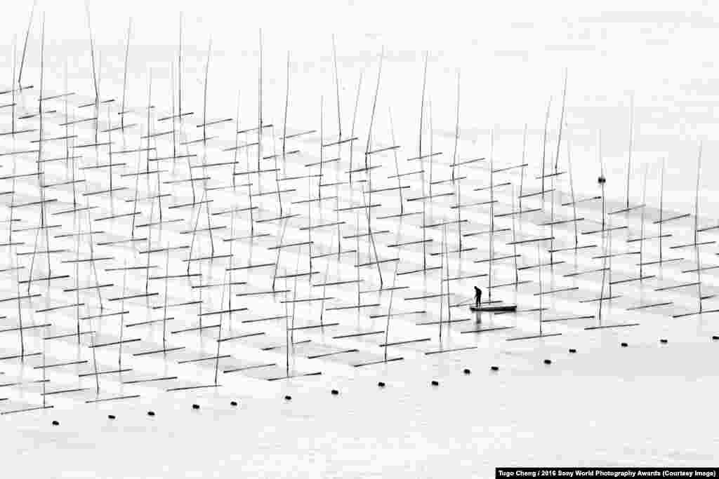 Китайский фермер, разводящий рыбу.