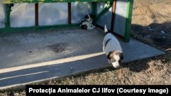 În momentul în care animalele sunt părăsite, în joc se află bunăstarea lor. Amenzile pe care stăpânii le pot primi sunt cuprinse între 3.000 și 12.000 de lei.