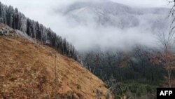 Tăieri ilegale de păduri