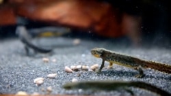 Spašavanje ugroženih bosanskih alpskih vodenjaka od izumiranja