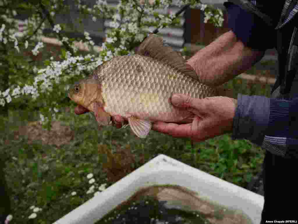 Василий Сокиренко яке аз моҳиҳои худро дар даст нигоҳ медорад. 19-уми апрели соли 2016