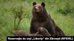 Urs rezervația de urși ”Libearty” din Zărnești, județul Brașov