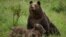 Bear from the Liberty Reservation in Zarnesti, Romania
