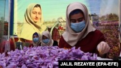 Circa 1.000 de femei au fost angajate pentru a cultiva șofran în 2018 în Afganistan.