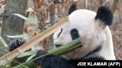 Az óriáspandák egyetlen nap alatt testsúlyuk felének megfelelő bambuszt esznek meg.