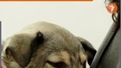 „ეპიდემიური მდგომარეობაა“ — თბილისში ძაღლებში ჭირის ვირუსის შემთხვევებმა იმატა