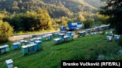 Srbija sa 1,3 miliona košnica rekorder u svetu po broju košnica po glavi stanovnika