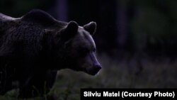 Victima a fost ucisă de un urs în timp ce urca Jepii Mici/Munții Bucegi.