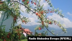 Гоџи бобинки во Тетово