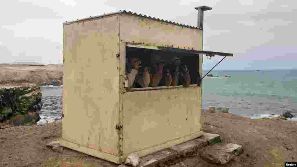 "Nagyon aggaszt minket ez a hirtelen csökkenés" – mondta a Reutersnek Susana Cardenas, a perui Cayetano Heredia Egyetem Környezeti Fenntarthatósági Központjának igazgatója. A szakember és csapata a Limától körülbelül 530 kilométerre délre fekvő Punta San Juan rezervátum élővilágát kutatja és próbálja megmenteni