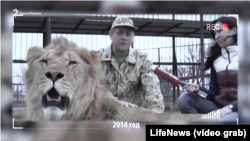 Олег Зубков со львами в 2014 году