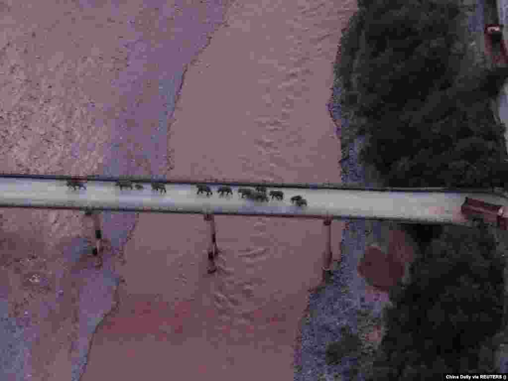 2020 márciusában indult útnak egy elefántcsorda Kínában, amely júniusig több mint ötszáz kilométert tett meg. Az elefántokat végig nyomon követték drónokkal és ételt biztosítottak számukra; így próbálták meg elkerülni, hogy kárt okozzanak például a kukoricatáblákban vagy a lakott területeken. Ennek ellenére azonban több ezer embert kellett evakuálni az elefántok útjából