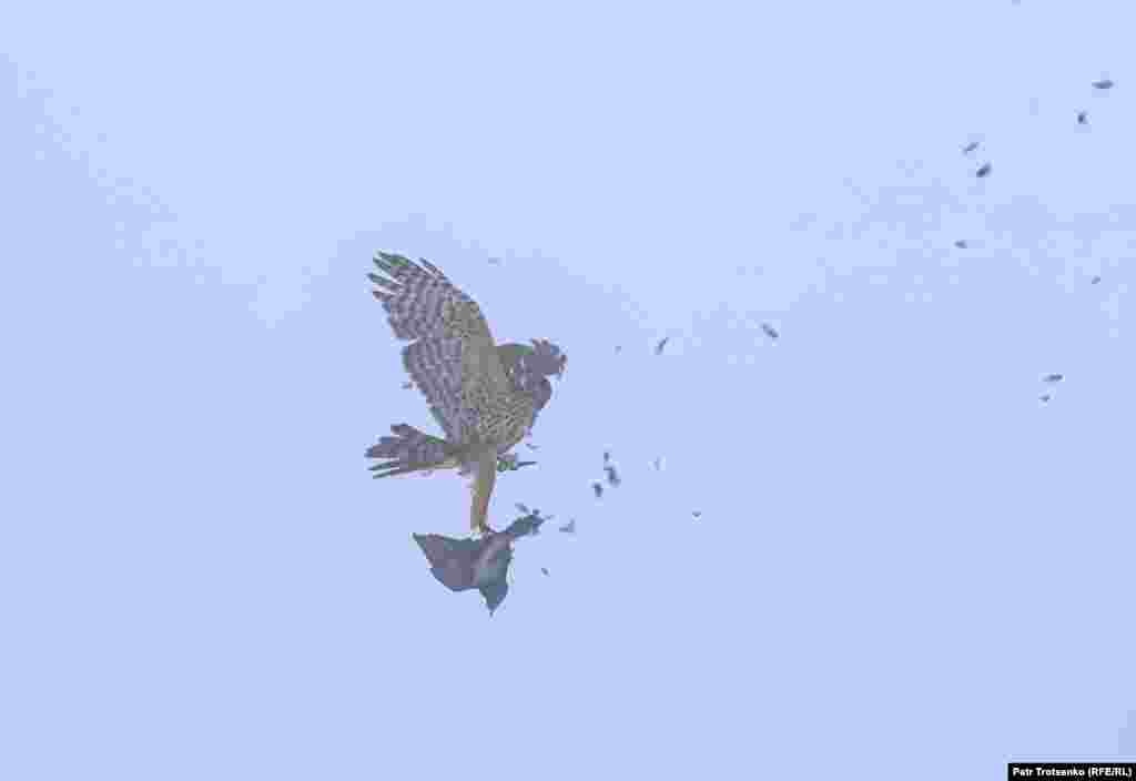 Сокол атакува гълъб в полет.