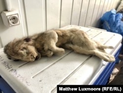 This cave lion cub is probably the best-preserved Ice Age animal ever found.