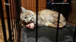 Полиция в Сибири задержала рысь