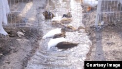 Хожакурганча ауылына бұл үйректерді бір-ақ күнге әкелген. Түсірілім біткен соң бұларды да алып кеткен