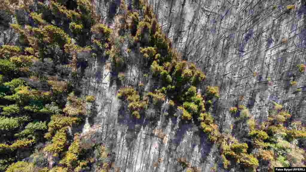 Neka visoka stabla preživjela su potpuno uništavanje vatrom, ali stručnjaci kažu da ni ona neće moći preživjeti štetu.