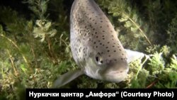 Охридска пастрмка - фото: Нуркачки центар „Амфора“