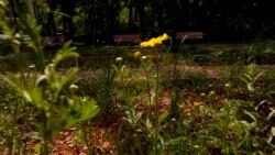 Uređena divljina u ruskoj prestonici