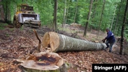 Илустративна фотографија - сеча на шуми. 