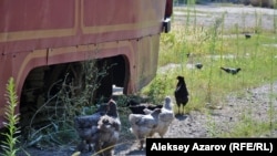 На территории притихшего трамвайного парка в Алматы сейчас можно увидеть петуха и куриц. Алматы, 9 августа 2016 года.