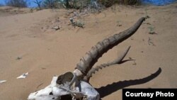 Череп сайгака. (Иллюстративное фото.)