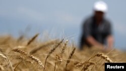 Fotografi ilustruese