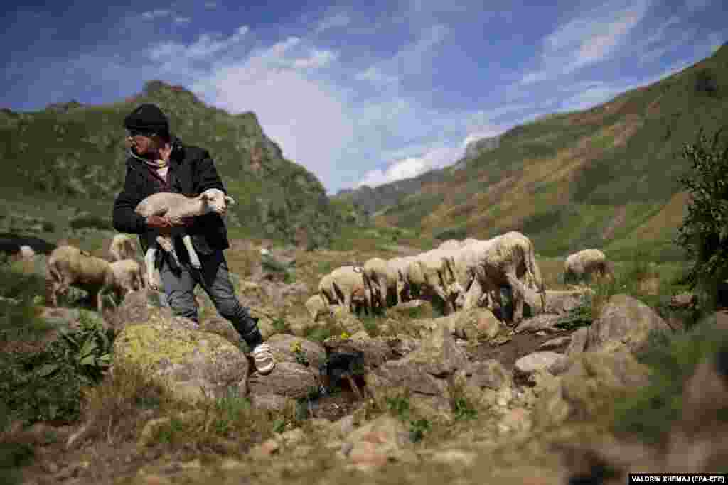 Борјан носи јагне преку планинското пасиште.