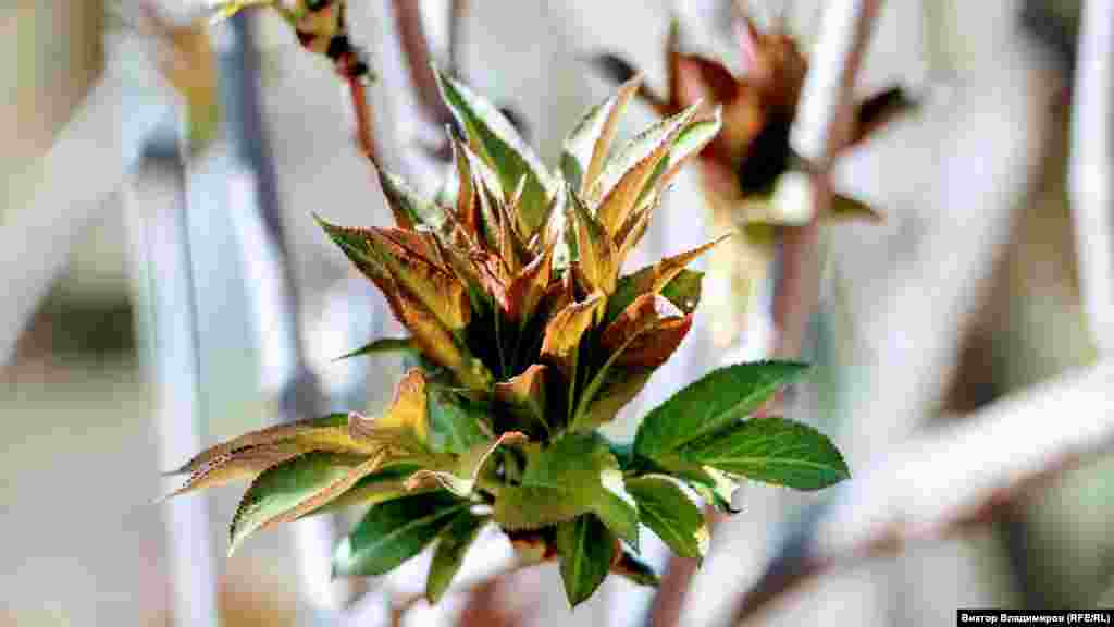 Постепенно зелеными листьями покрывается и кустарник