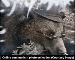 Медведь, убитый во время охоты, с сигаретой в ноздре, в очках и шляпе.