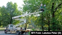 Fát gallyaznak egy emelőkosaras járműből a Főkert munkatársai a Margitszigeten