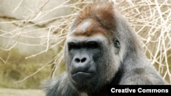 Gorila - ilustracija