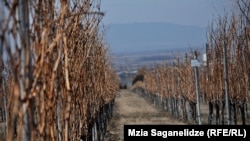 ჯიღაურის საკოლექციო სანერგე