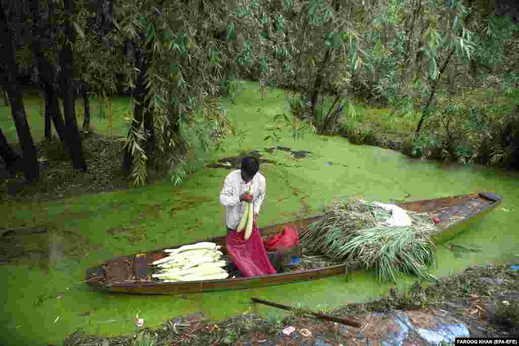 Stanovnik Kašmira puni vrećicu povrćem na svom čamcu kod jezera Nageen u Srinagaru. Indija nije odredila koliko će trajati policijski sat.